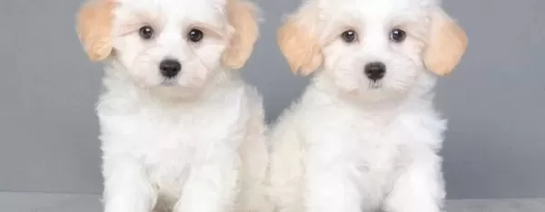 Maltese Terrier Cinsi Yavrular Yavrularımız Numara Ilk