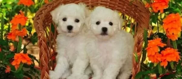 Maltese Terrier Cinsi Yavrular Yavrularımız Numara Ilk