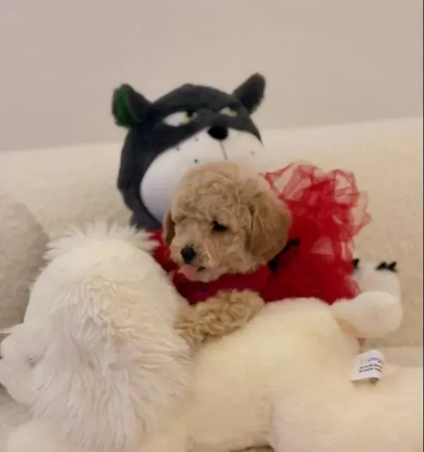 Super Mini Kore Kan Maltipoo