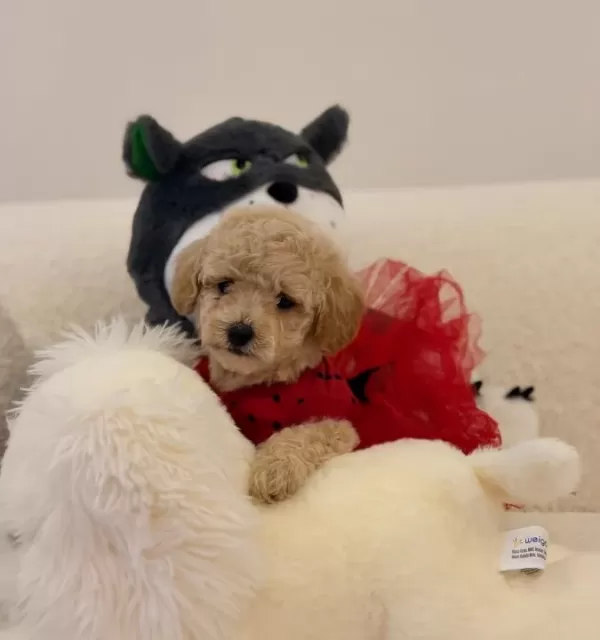 Super Mini Kore Kan Maltipoo