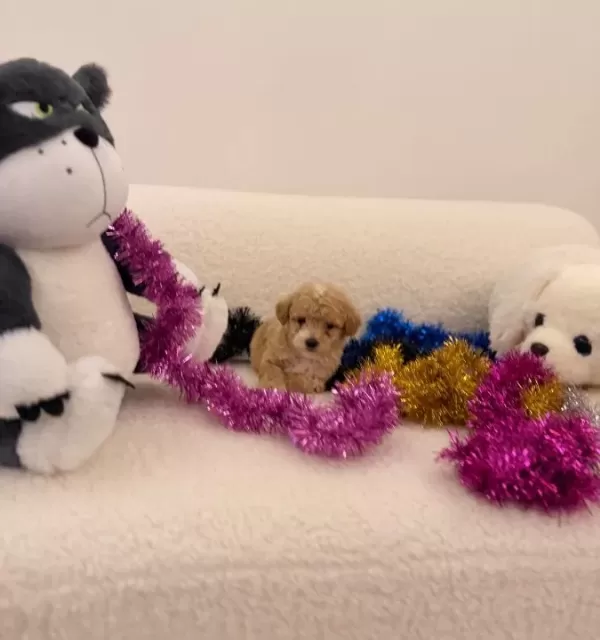 Super Mini Kore Kan Maltipoo