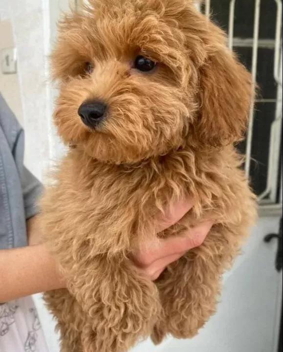 Mini Boy Maltipoo Oglumuz