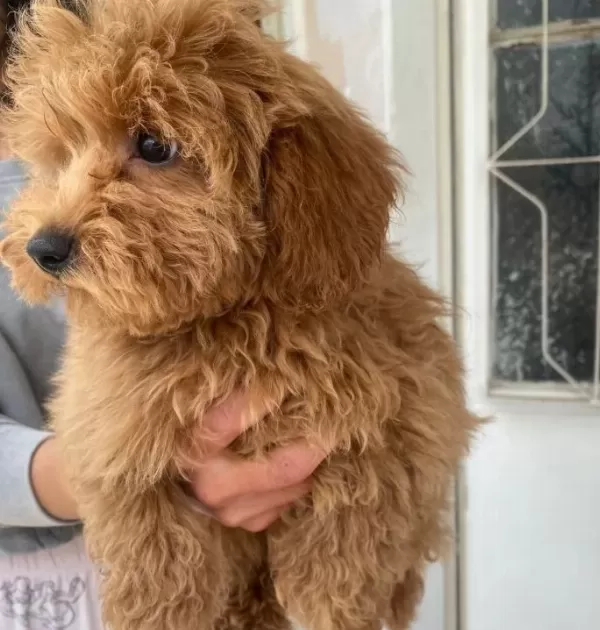 Mini Boy Maltipoo Oglumuz