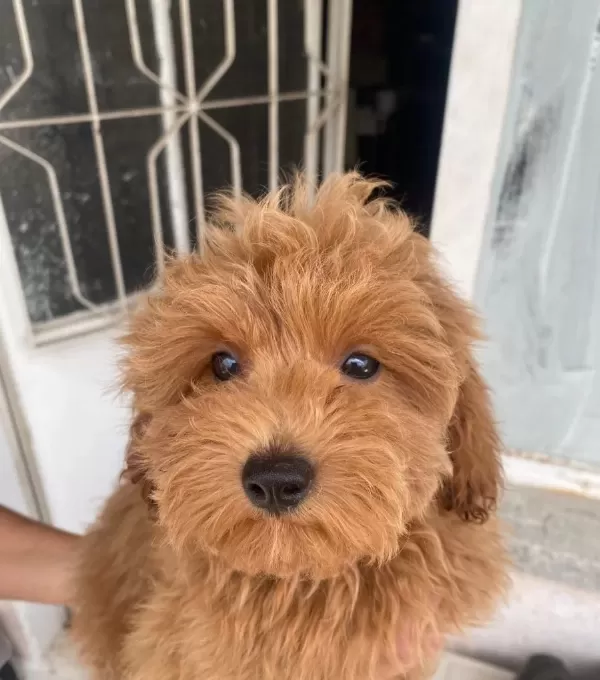 Mini Boy Maltipoo Oglumuz