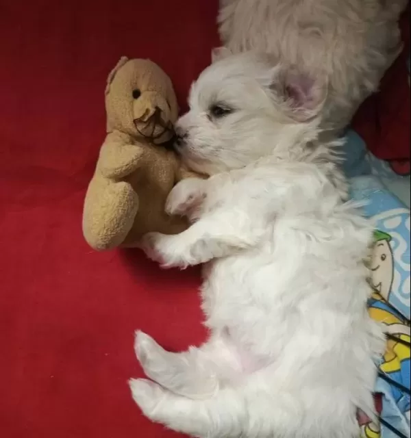Maltese Terrier 2 Disi 1 Erkek Anne Baba Bana Ait Bebeklerim