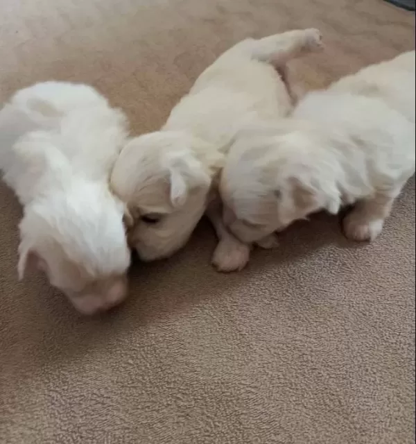 Maltese Terrier 2 Disi 1 Erkek Anne Baba Bana Ait Bebeklerim
