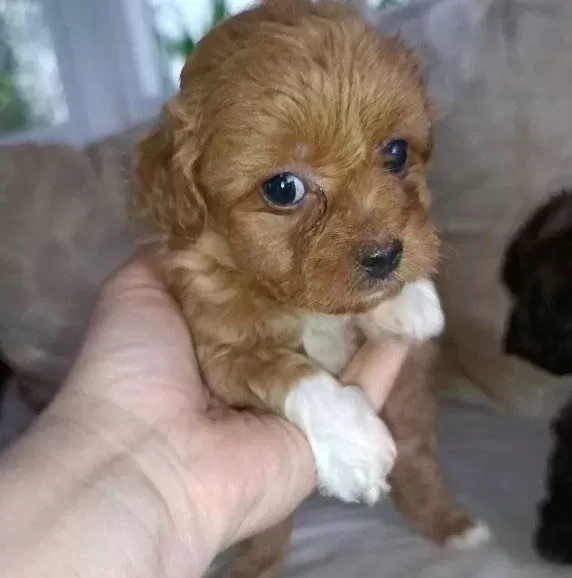 Cok Sevimli Mini Boy Maltipoo Bebekler