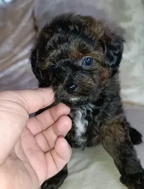 Cok Sevimli Mini Boy Maltipoo Bebekler