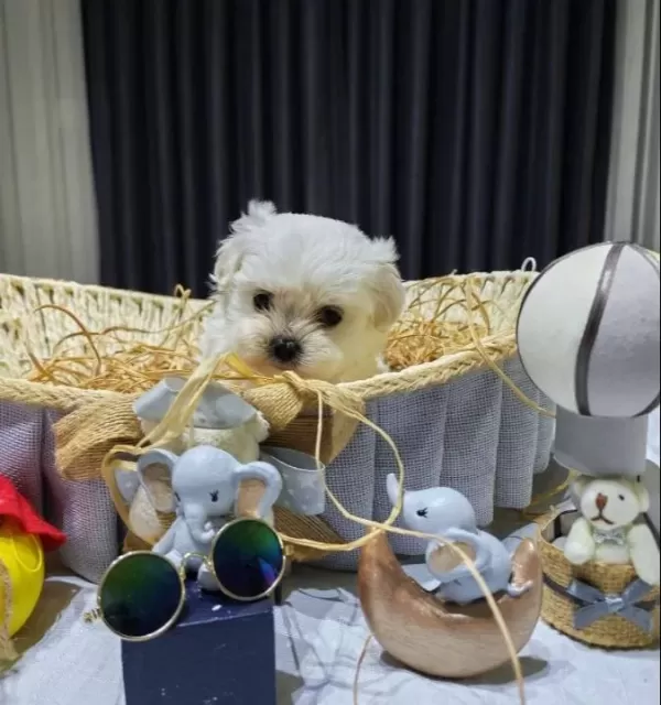 A Scrli Kore Babanın Son Maltese Yavruları