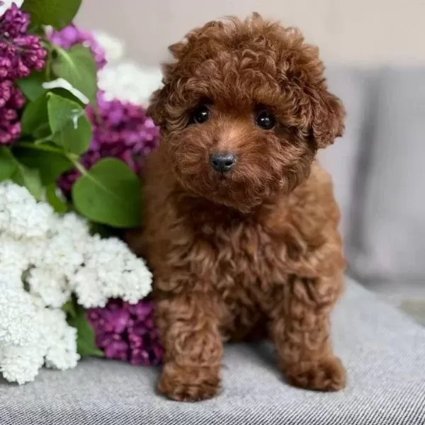 Toy Poodle Sevimli Yavrular