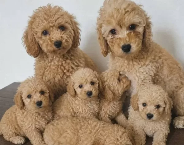 Toy Poodle Bebeklerimiz