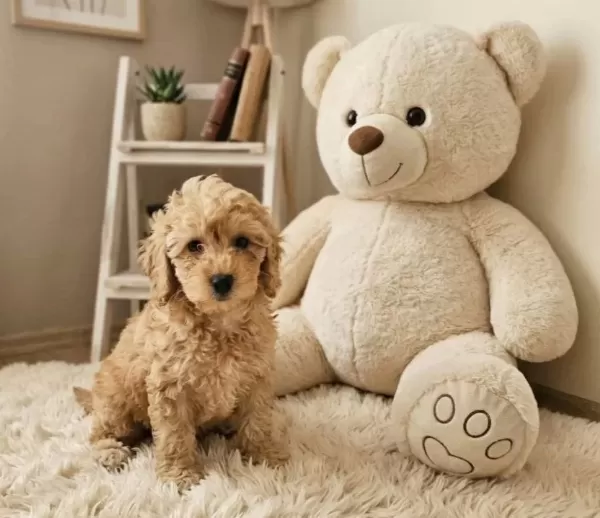 Toy Poodle Bebeklerimiz