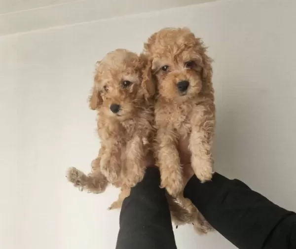 Toy Poodle Bebeklerimiz
