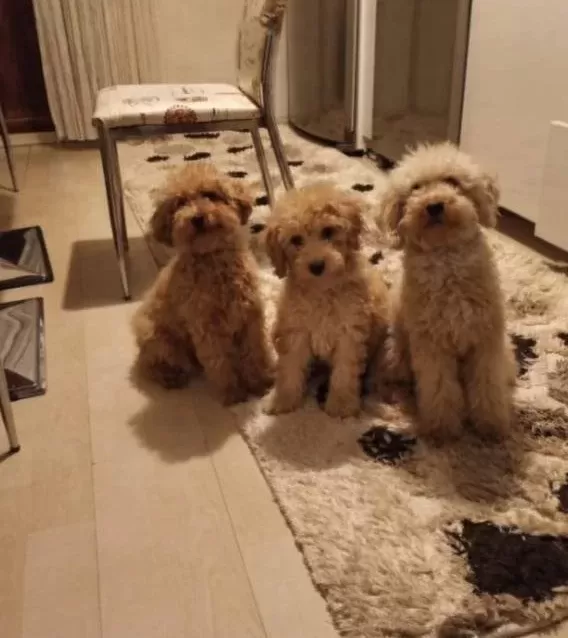 Toy Poodle Bebeklerimiz
