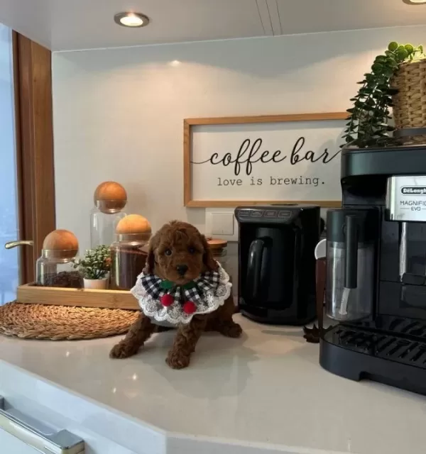 Ev Dogumu Poodle Bebekler