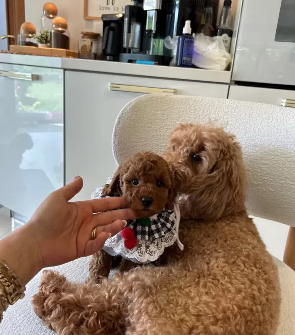Ev Dogumu Poodle Bebekler