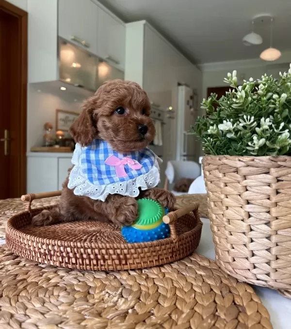 Ev Dogumu Poodle Bebekler