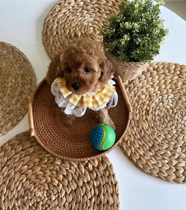 Ev Dogumu Poodle Bebekler