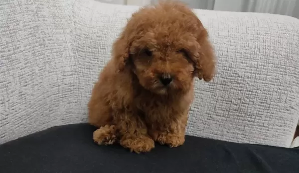 Uygun Mini Boy Poodle Yavrular