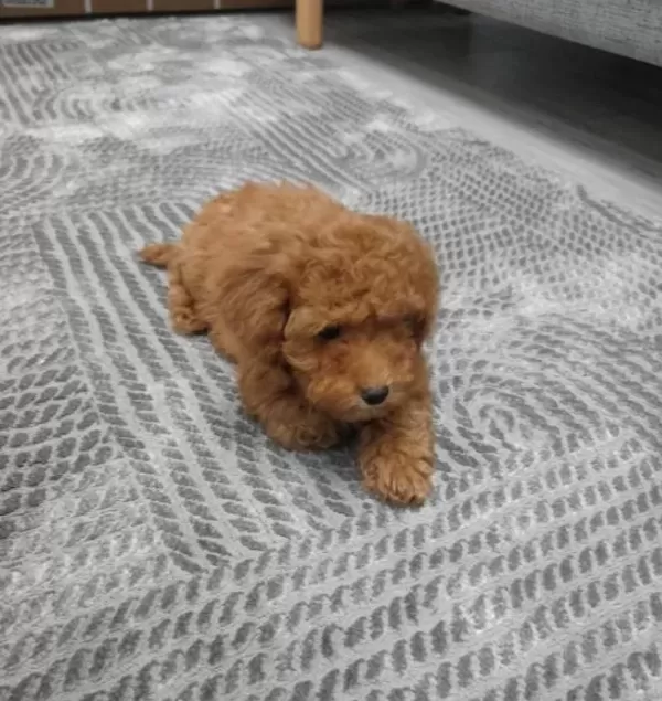 Uygun Mini Boy Poodle Yavrular