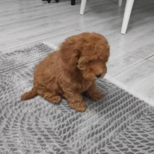 Uygun Mini Boy Poodle Yavrular