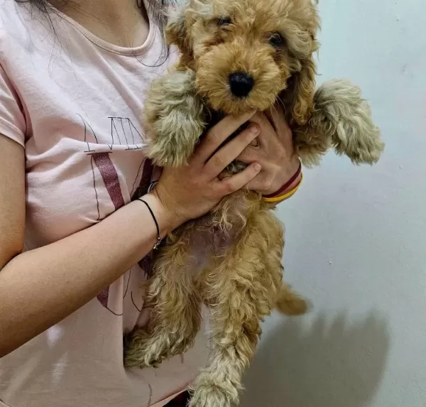 Orjinal Kıvırcık Karamel Poodle