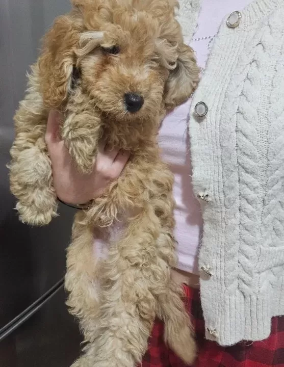 Orjinal Kıvırcık Karamel Poodle