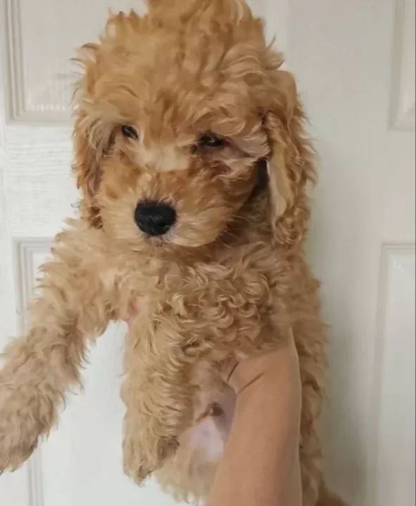 Orjinal Kıvırcık Karamel Poodle