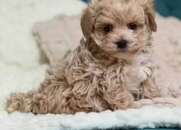 Toy Poodle Sevimli Yavrular