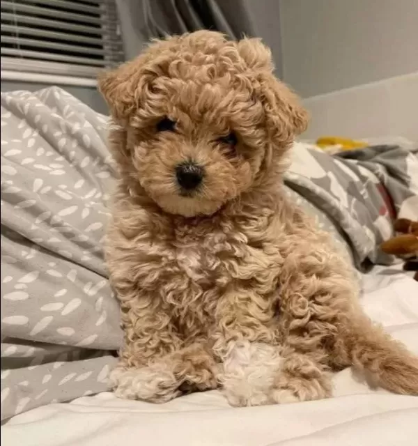 Toy Poodle Sevimli Yavrular