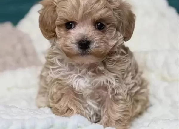 Toy Poodle Sevimli Yavrular
