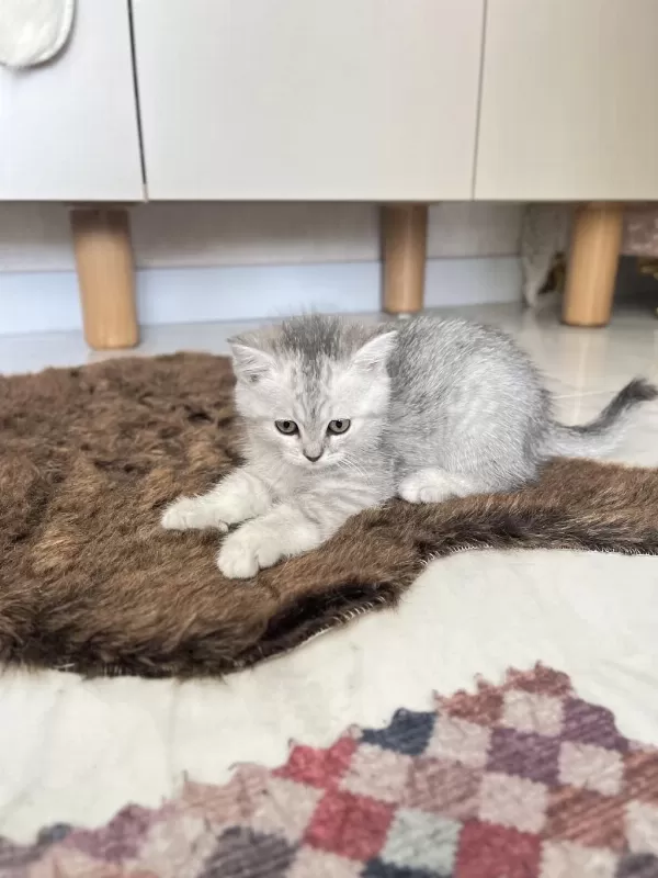 Şirin Ve Tatlı Yavru Kediler
