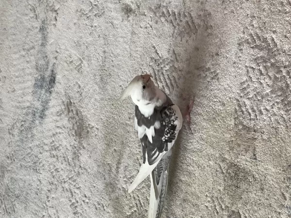 35 Günlük Sultan Papağanları Ve 1 Takım