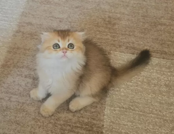 Golden Dişi Ve Erkek Bebek Kediler