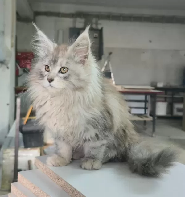 Xxxl Üst Kaliteli Dişi Maine Coon