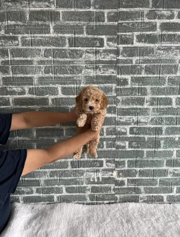 Kore Kan Poodle Bebekler