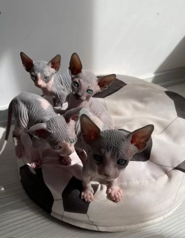 Kanada Sphynx Yavrular