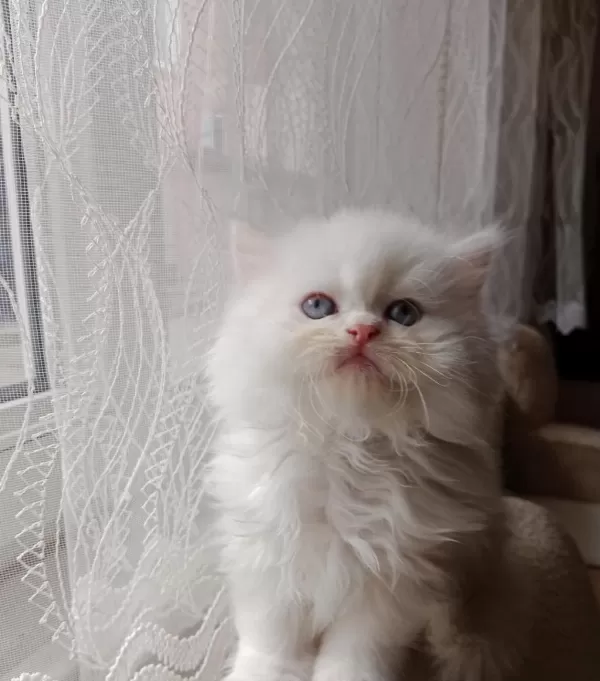 2 Aylık Erkek İran Kedisi Sahibimi Arıyorum