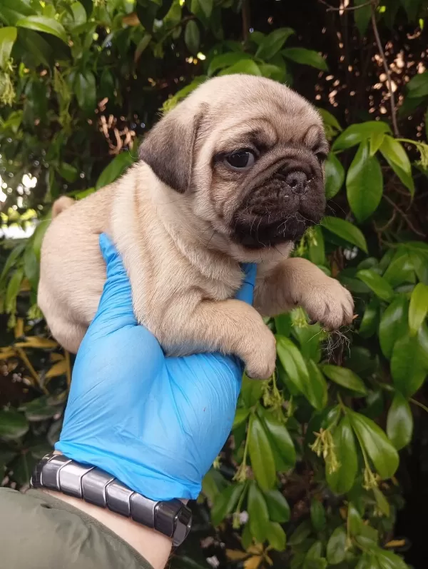 A Kaliteli İrk Ve Sağlik Garantili Pug Mops Bebekler