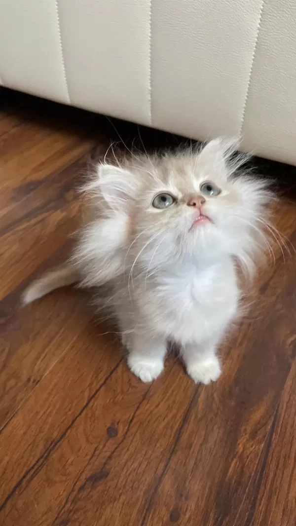 British Longhair Erkek Kedimiz