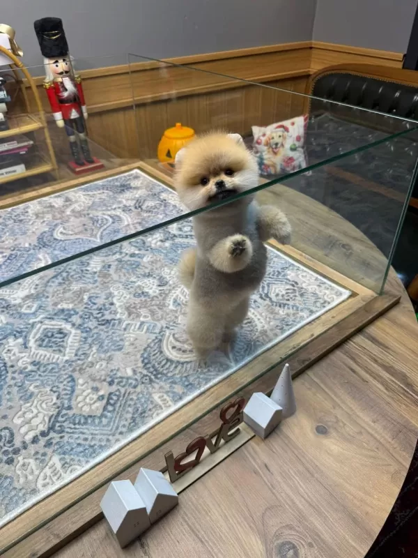 Sağlik Ve İrk Garantili Pomeranian