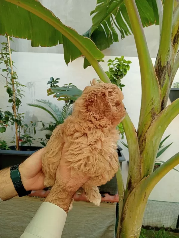 Maltipoo Yavrularımız