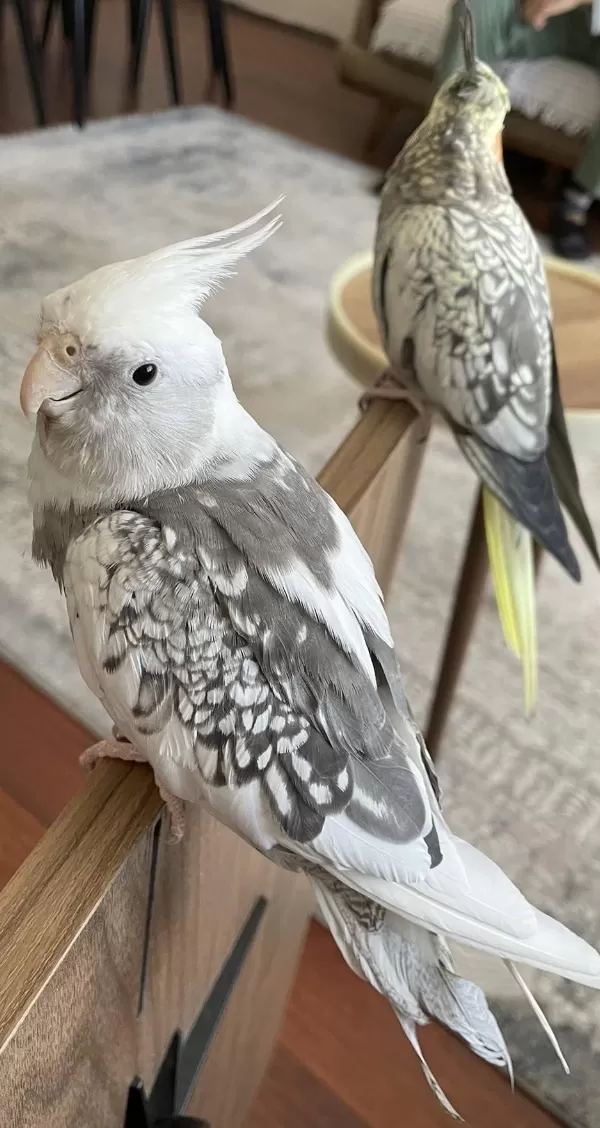 35 Günlük Sultan Papağanları Ve 1 Takım