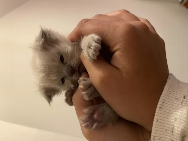 15 Gün Sonra Hazır Kediler