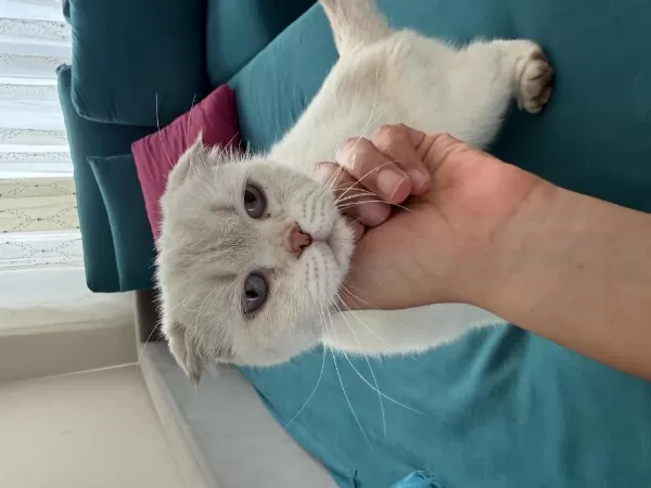 8 Aylık Dişi Scottish Fold