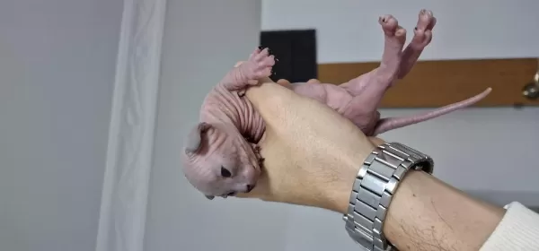 Sphynx Yavrular Rezerveye Açık