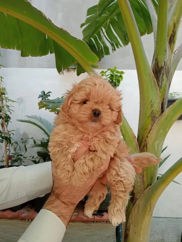 Maltipoo Yavrularımız