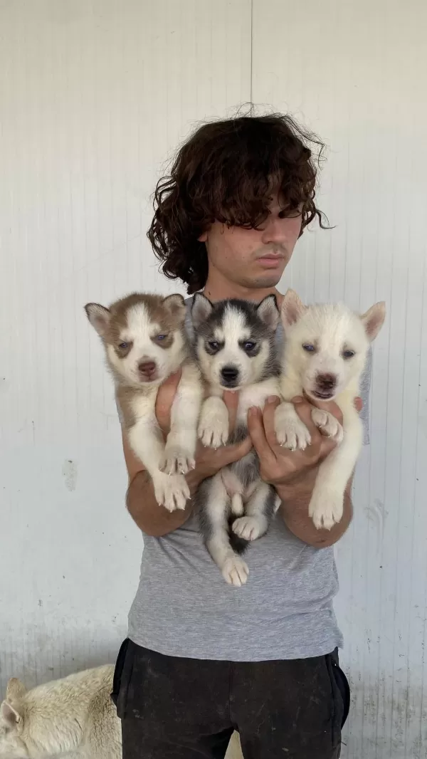 Her Renk Husky Yavrularımız