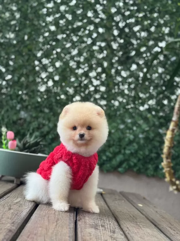 Sağlik Ve İrk Garantili Pomeranian