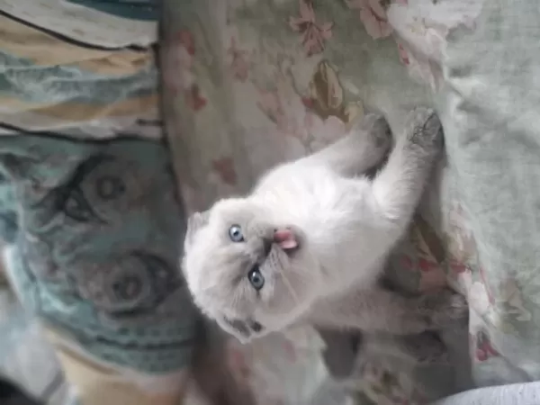 60 Günlük Scottish Fold